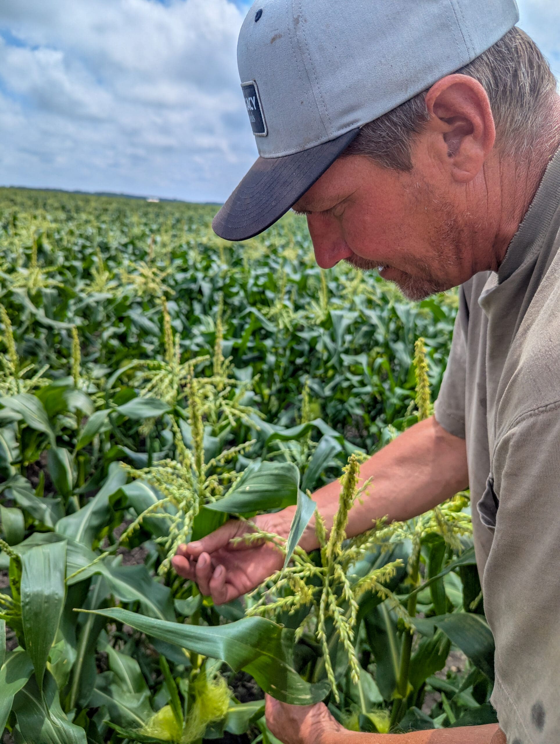 A vibrant sunflower field at Von Bergen's Family Farm, known for their annual sunflower festival.