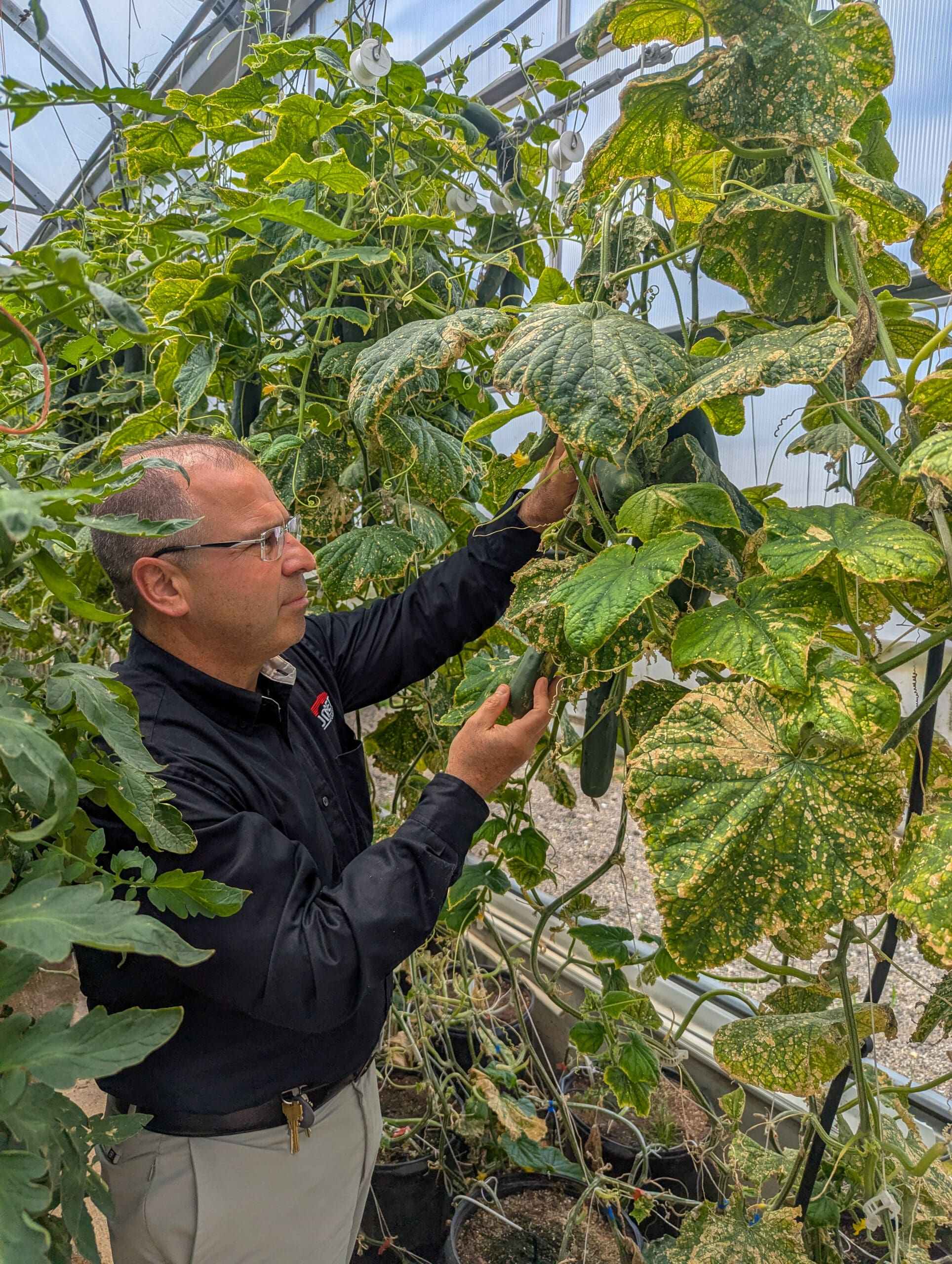 Freshly picked sweet corn from Von Bergen's Family Farm, available at Sunset Foods.